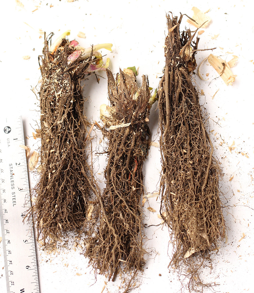 Caesar's Brother Siberian Iris - 3 root divisions
