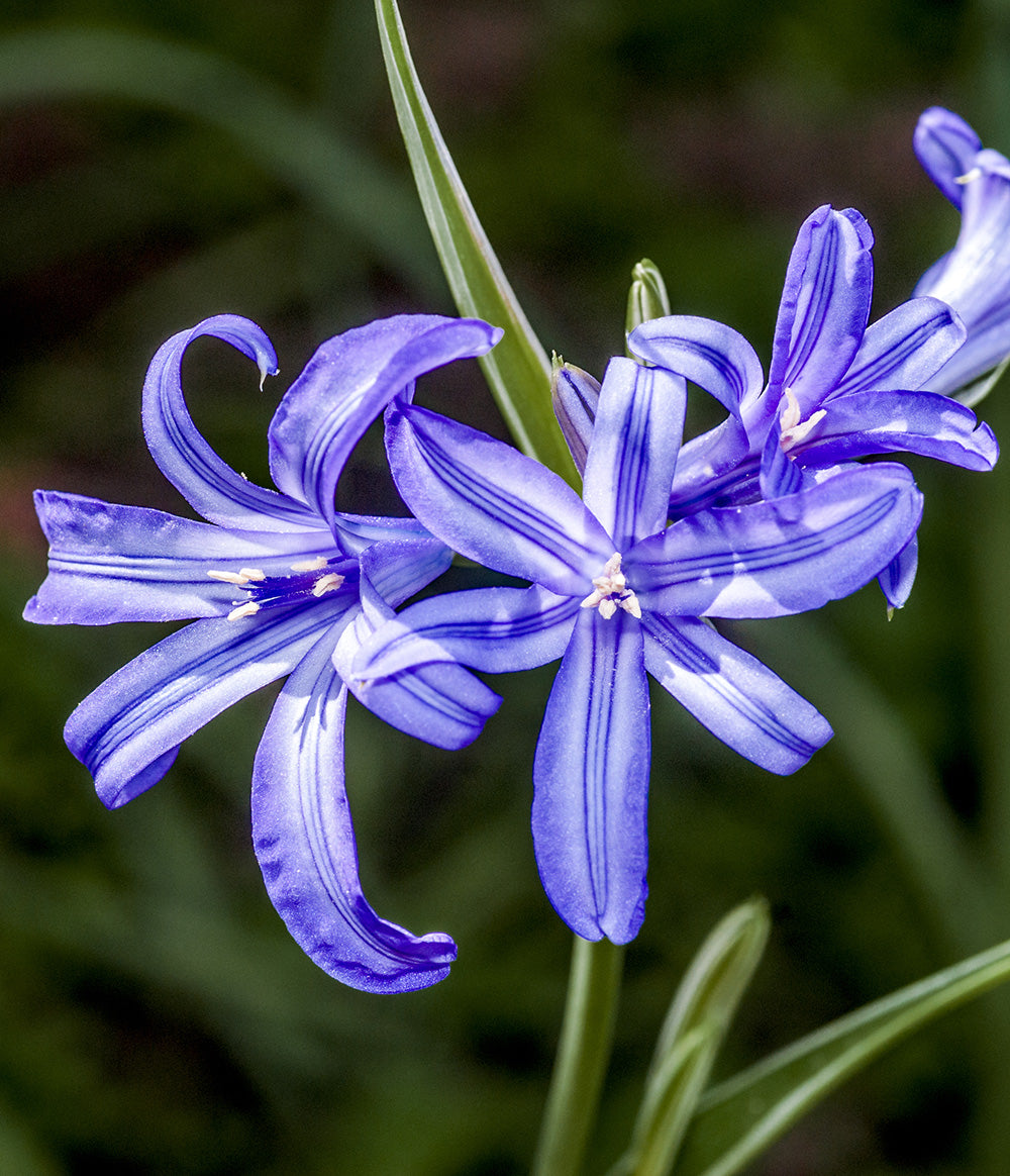 Sky Blue Lilies - 25 bulbs – BloomingBulb