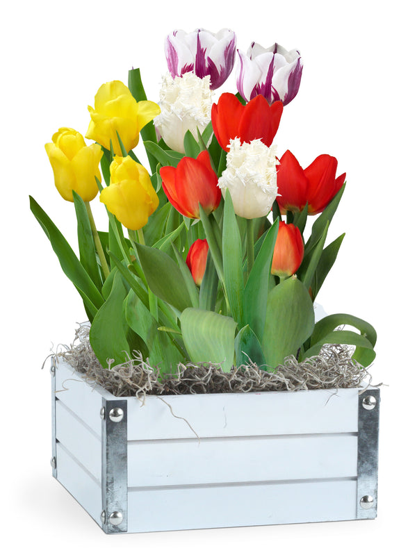 Springtime Tulips Bulb Gift