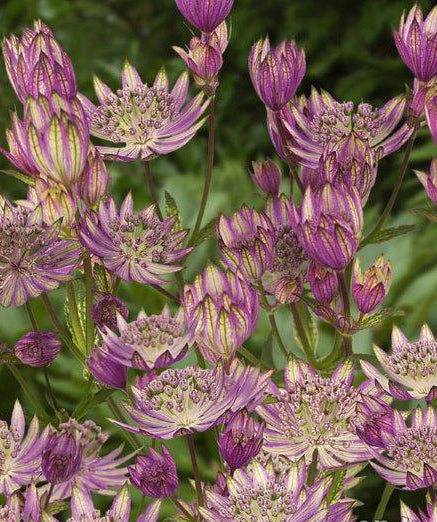 Star of Royals Astrantia - 3 root divisions