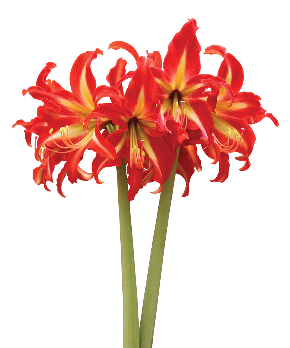 Swazi® Sonatini Amaryllis - 18-22 cm bulb