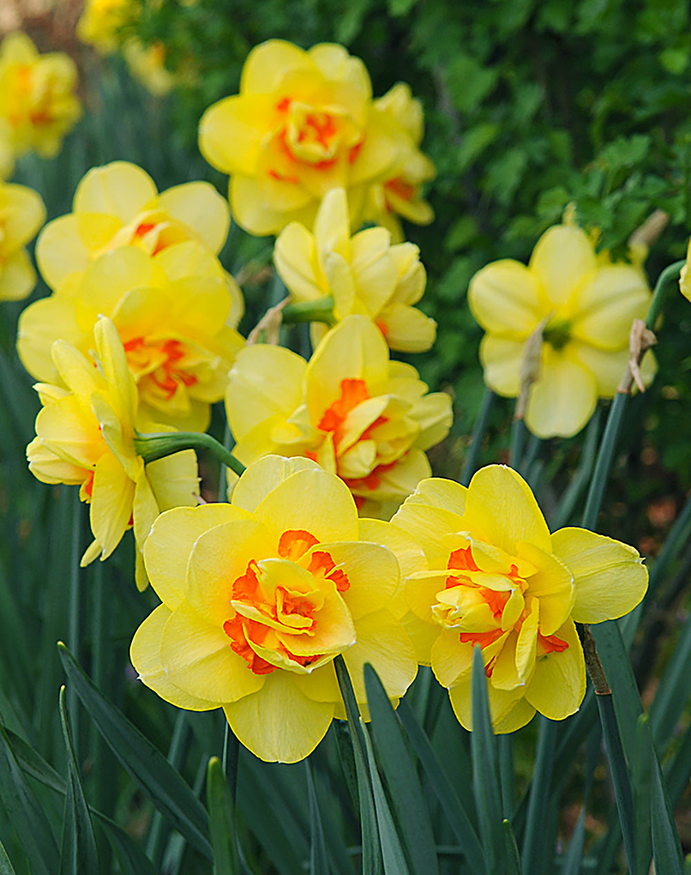 Tahiti Double Daffodil - 10 bulbs