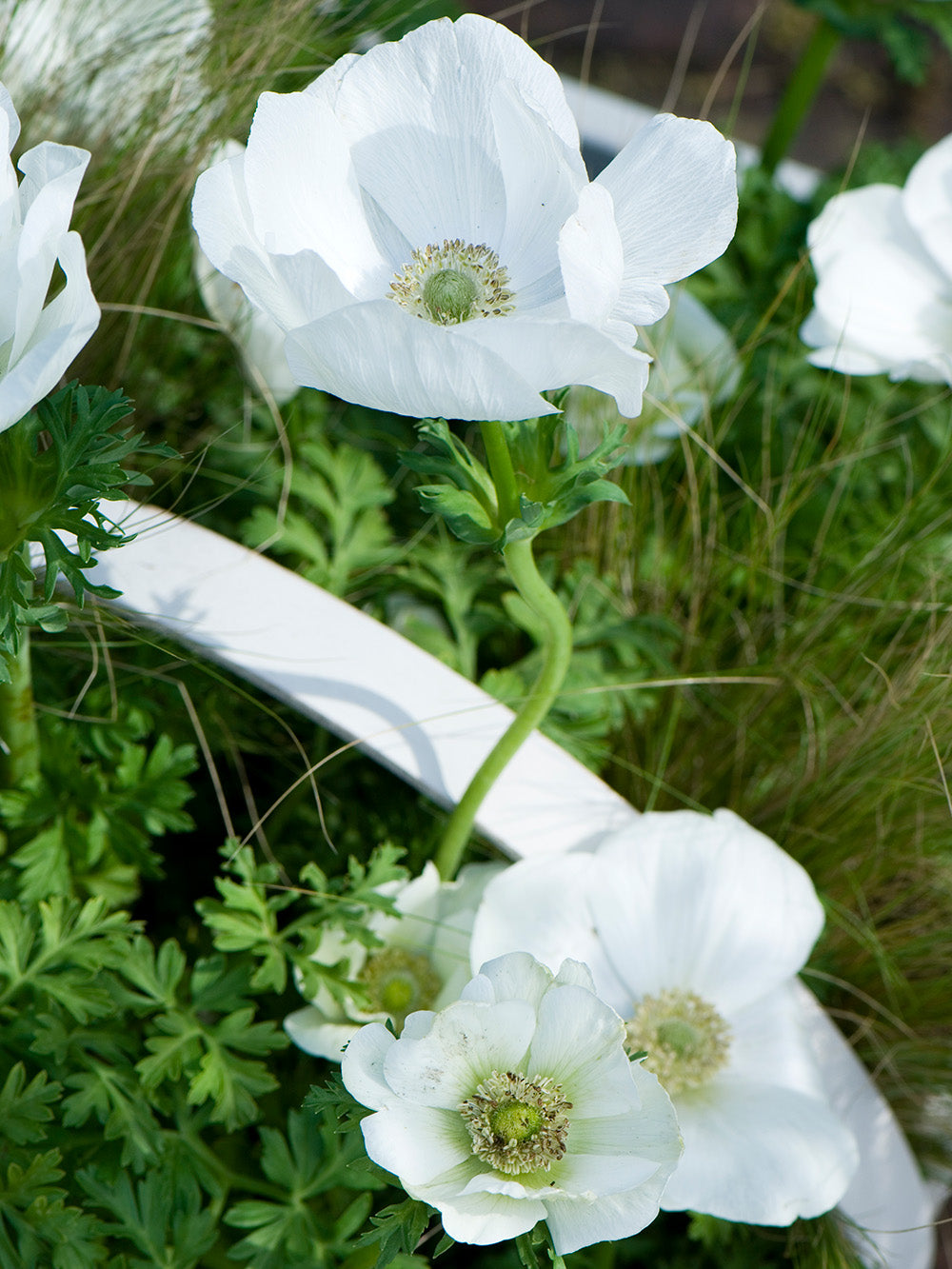 The Bride Anemone Coronaria - 25 bulbs