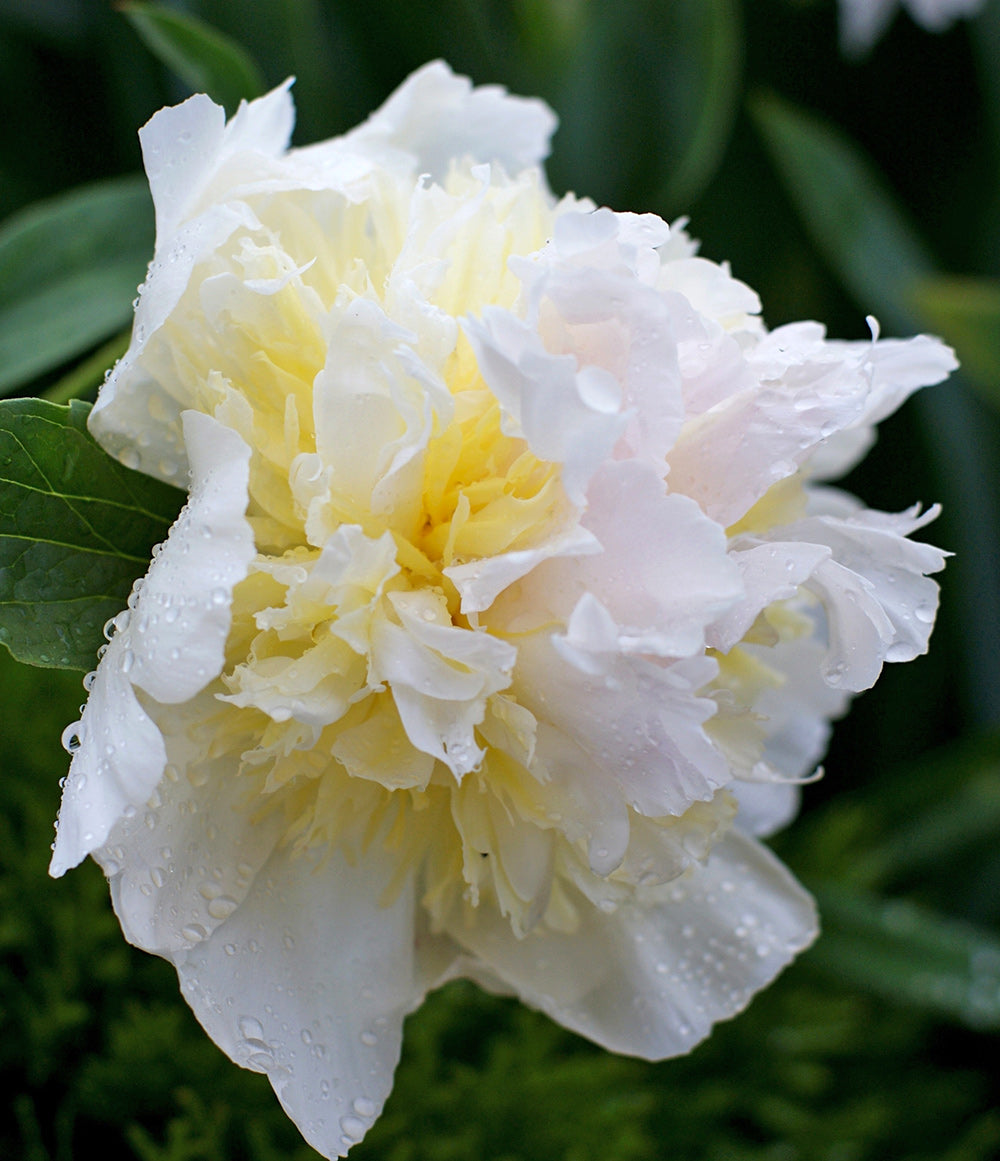 Regency International 22 in. Pink Artificial Peony Flower