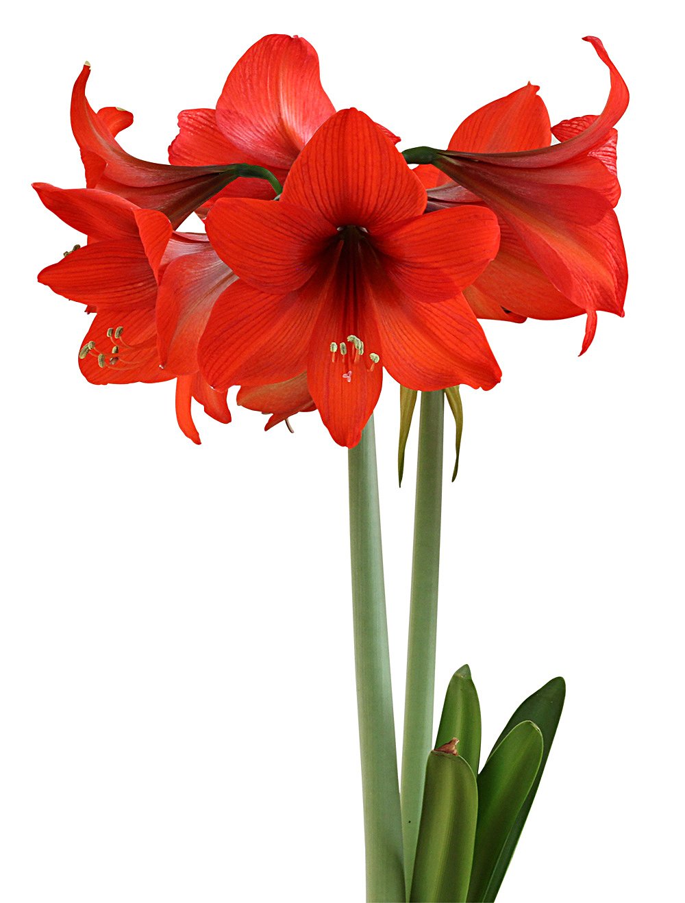 Top Choice® Sonata Amaryllis - 14-18 cm bulb