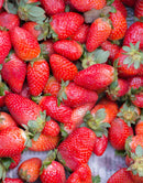 Totem Strawberry - 5 root divisions