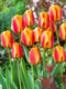 Apeldoorn Elite Striped Darwin Hybrid Tulip - 10 bulbs