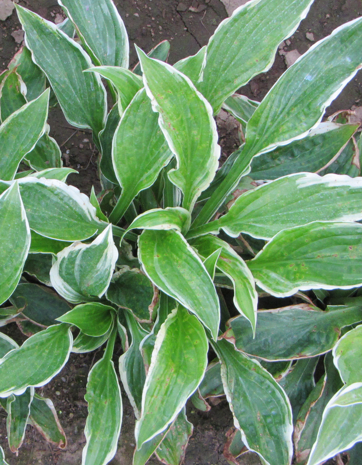 Undulata albo -marginata Hosta - 3 root divisions