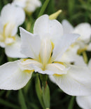White Swirl Siberian Iris - 3 root divisions