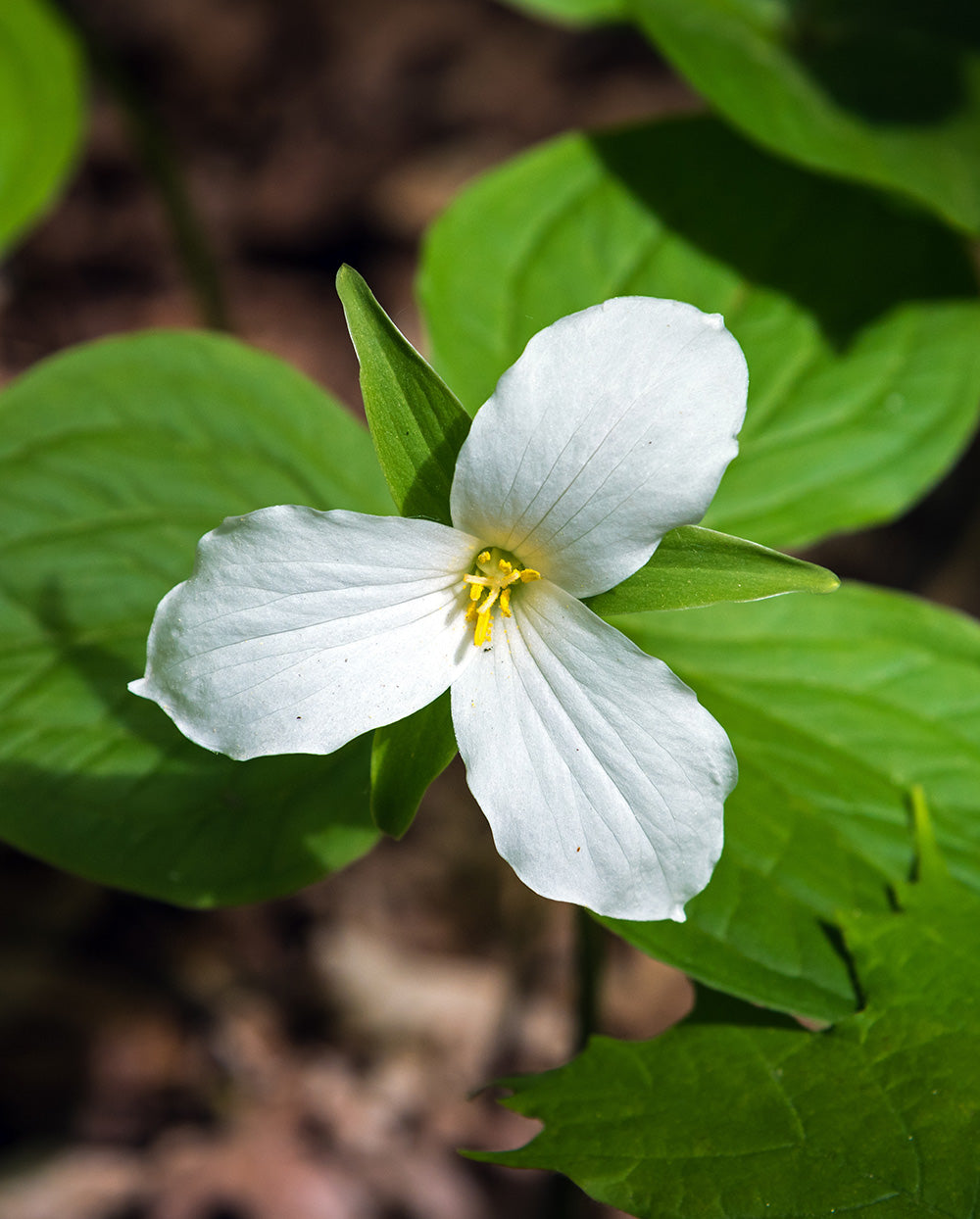 white wood lily White Trillium (Wood Lily)