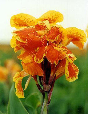 Yellow King Humbert Cannas - 3 rhizomes