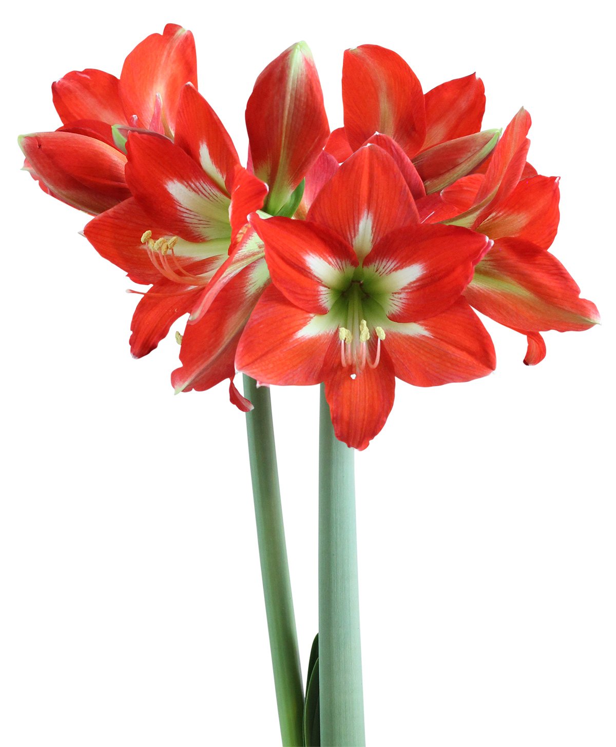 Christmas Star® Sonata Amaryllis