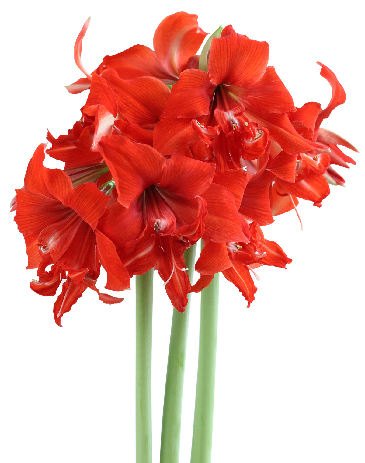 Fanfare® Sonata Amaryllis - 20-24 cm bulb