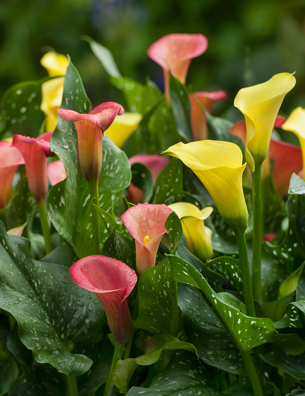 calla lilies indoor outdoor plants Mixed Calla Lilies