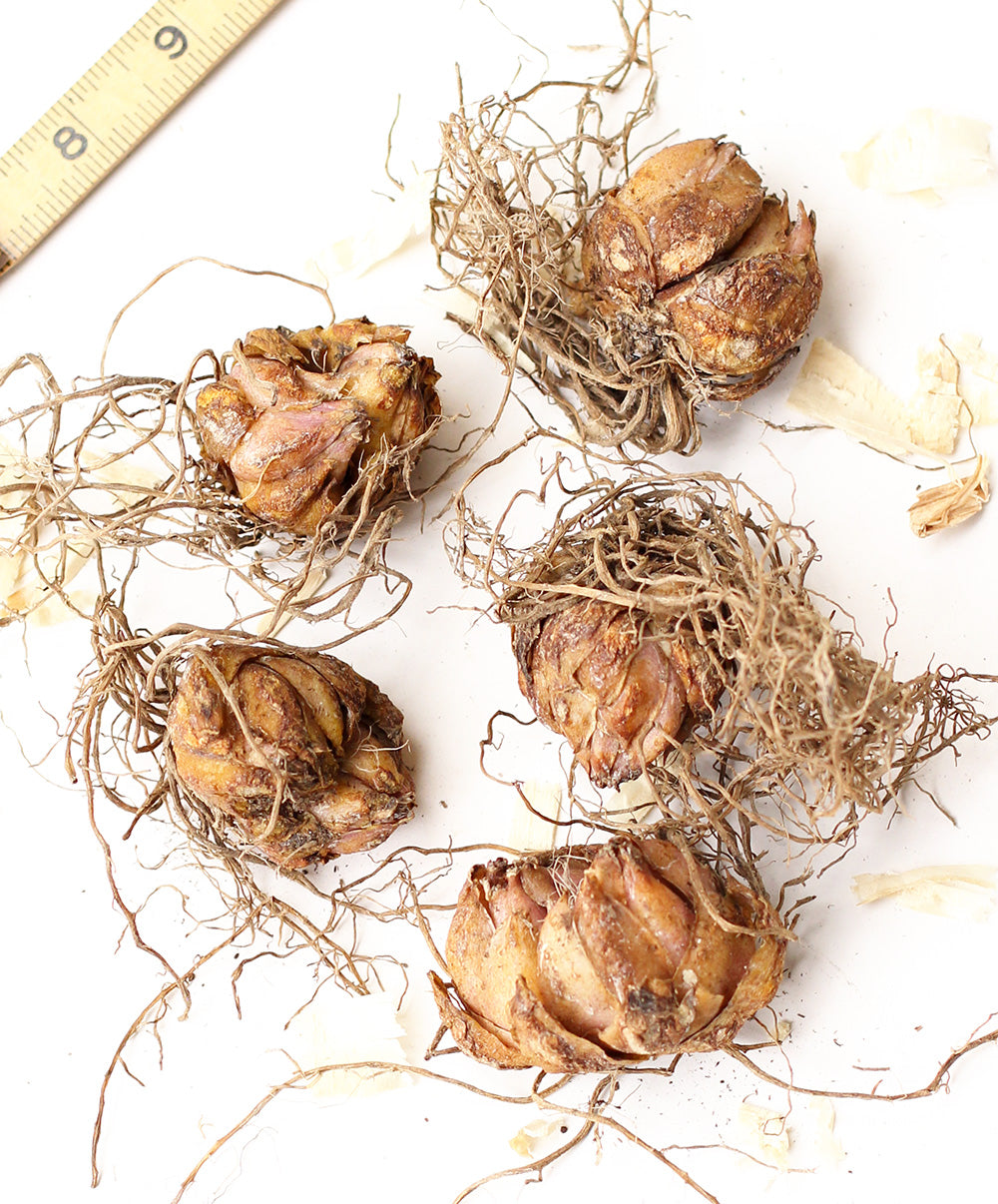 John Hancock Asiatic Lily - 5 bulbs