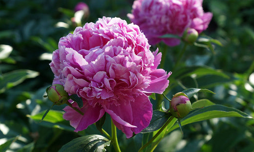 A Complete Guide to Growing and Caring for Peonies