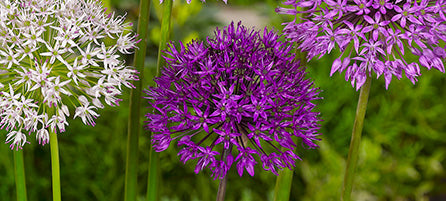 Allium