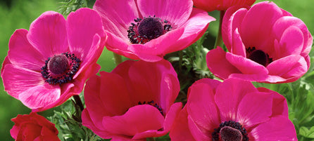 Anemones 