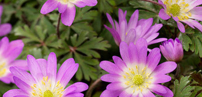 Anemones - Preorder - Shipping in the Spring