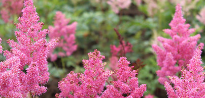Astilbe - Preorder - Shipping in the Spring