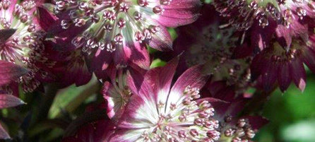  - Preorder - Shipping in the Spring