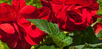 Begonias - Preorder - Shipping in the Spring