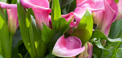 Calla Lilies - Preorder - Shipping in the Spring