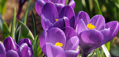 Crocus 
