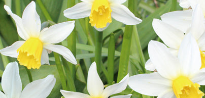 Daffodils 