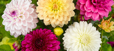 Dahlias - Preorder - Shipping in the Spring