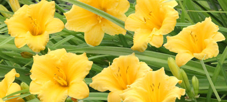 Daylilies  - Preorder - Shipping in the Spring
