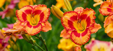 Daylilies