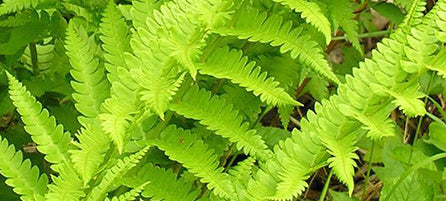 Ferns - Preorder - Shipping in the Spring
