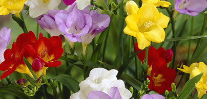 Freesia - Preorder - Shipping in the Spring