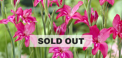 Hardy Gladiolus  - Preorder - Shipping in the Spring
