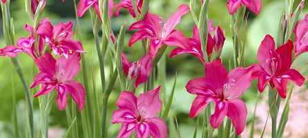 Hardy Gladiolus  - Preorder - Shipping in the Spring