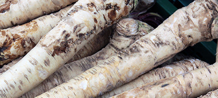 Horseradish - Preorder - Shipping in the Spring