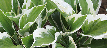 Hostas - Preorder - Shipping in the Spring