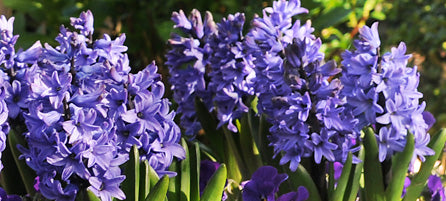 Hyacinths 