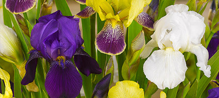 Bearded Iris 