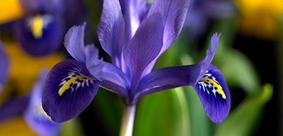 Dutch Iris
