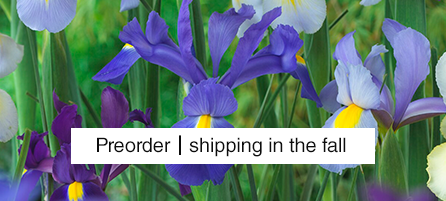 Dutch Iris - Preorder - Shipping in the fall