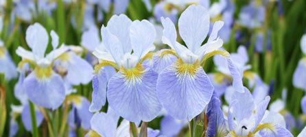 Iris - Preorder - Shipping in the Spring