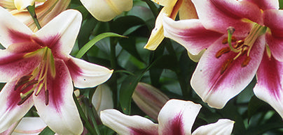 Lilies 