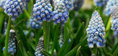 Muscari 