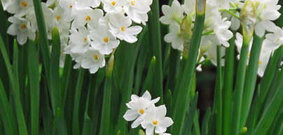 Paperwhites 