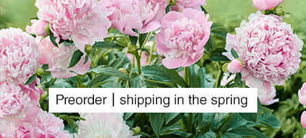 Peonies - Preorder - Shipping in the Spring