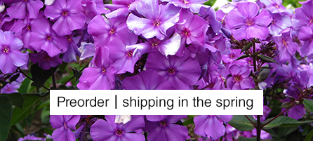 Phlox - Preorder - Shipping in the Spring