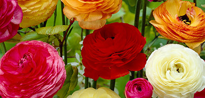 Ranunculus - Preorder - Shipping in the Spring