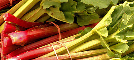 Rhubarb - Preorder - Shipping in the Spring
